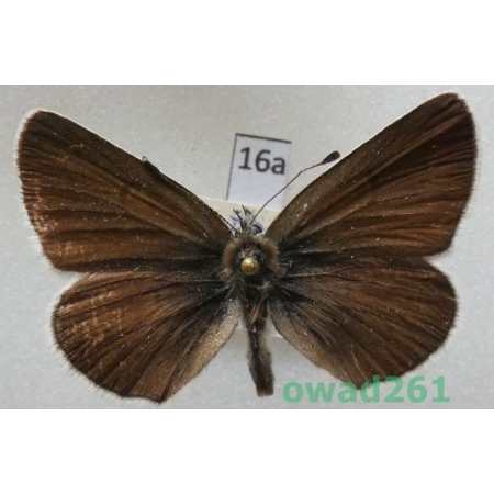 Aricia eumedon (Esper, 1780) Czech16a